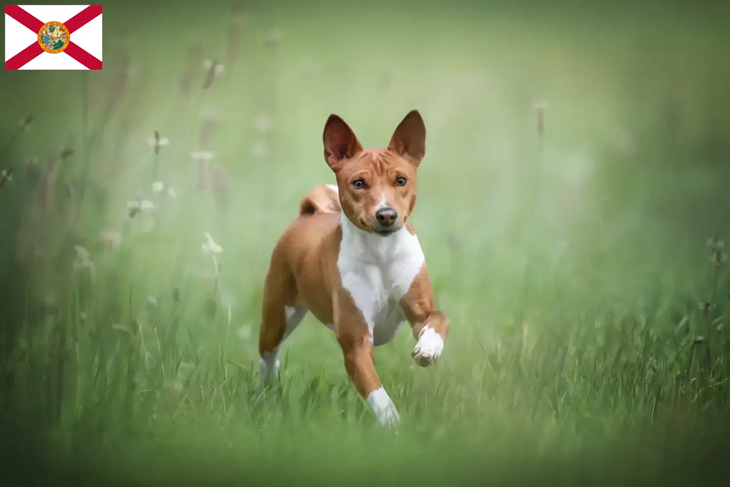 Read more about the article Basenji breeders and puppies in Florida
