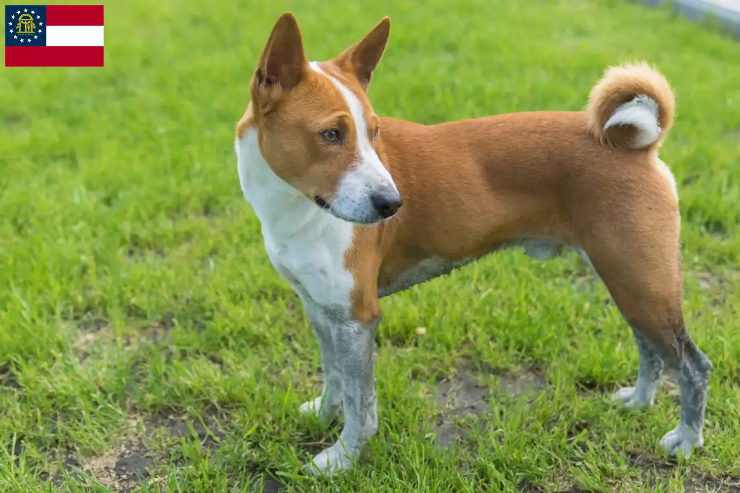 Read more about the article Basenji breeders and puppies in Georgia