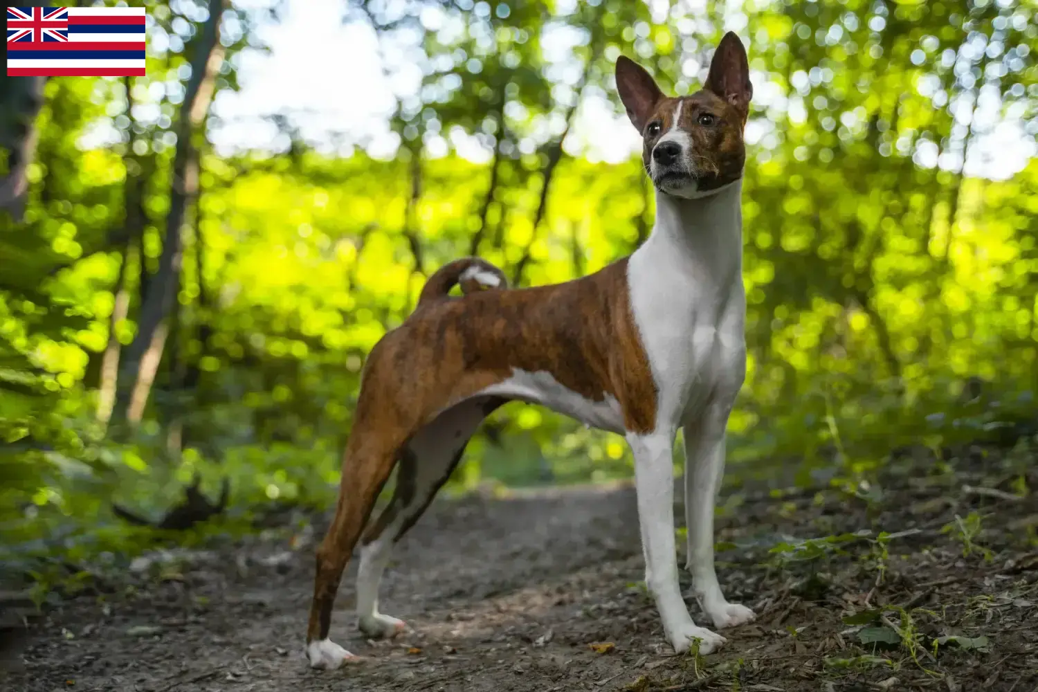 Read more about the article Basenji breeders and puppies in Hawaii