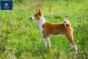 Read more about the article Basenji breeders and puppies in Idaho
