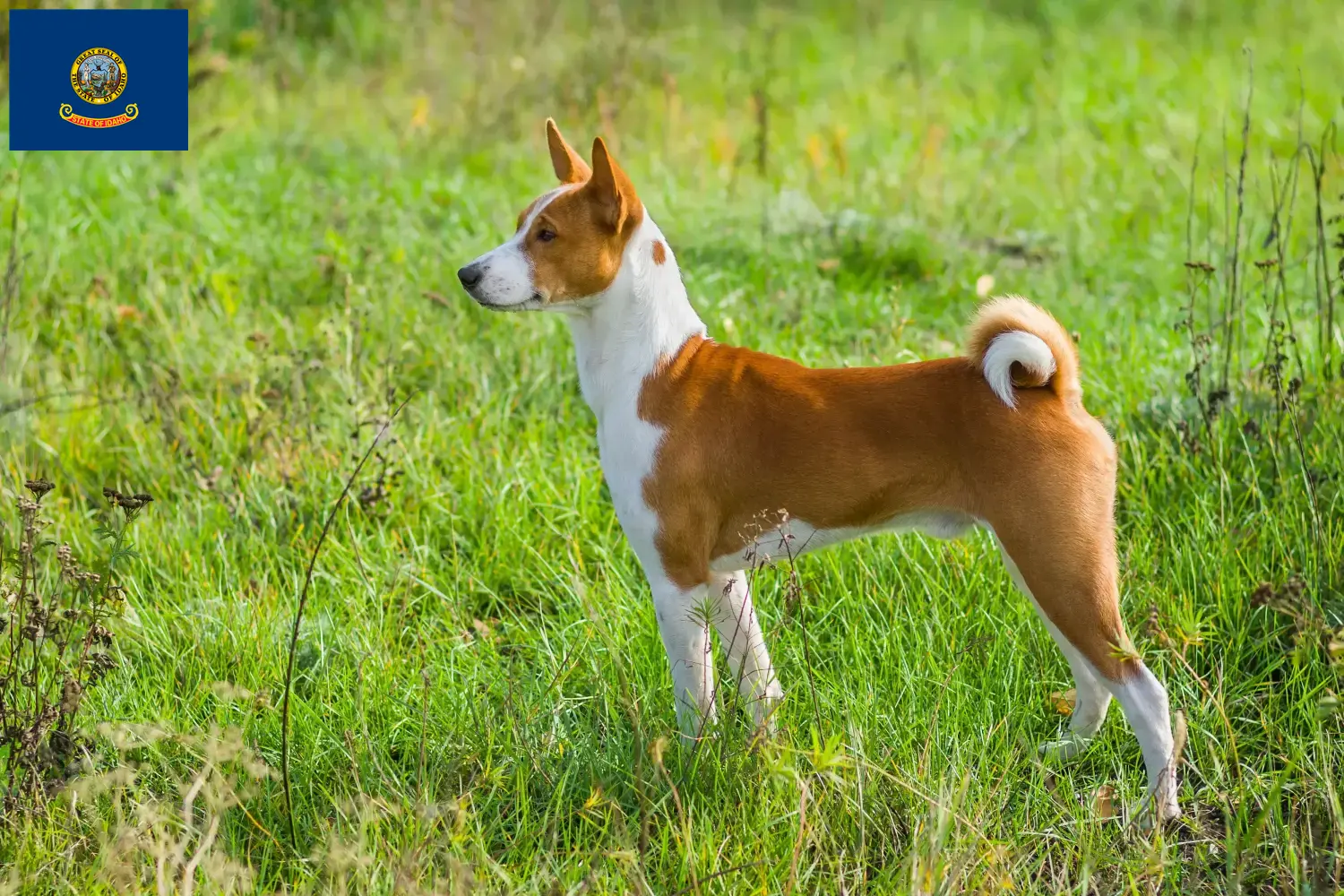 Read more about the article Basenji breeders and puppies in Idaho
