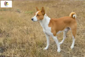 Read more about the article Basenji breeders and puppies in Illinois
