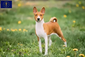Read more about the article Basenji breeders and puppies in Indiana