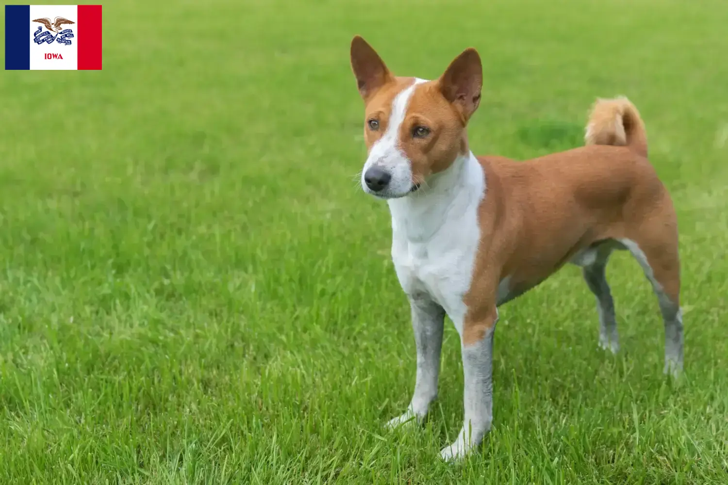 Read more about the article Basenji breeders and puppies in Iowa
