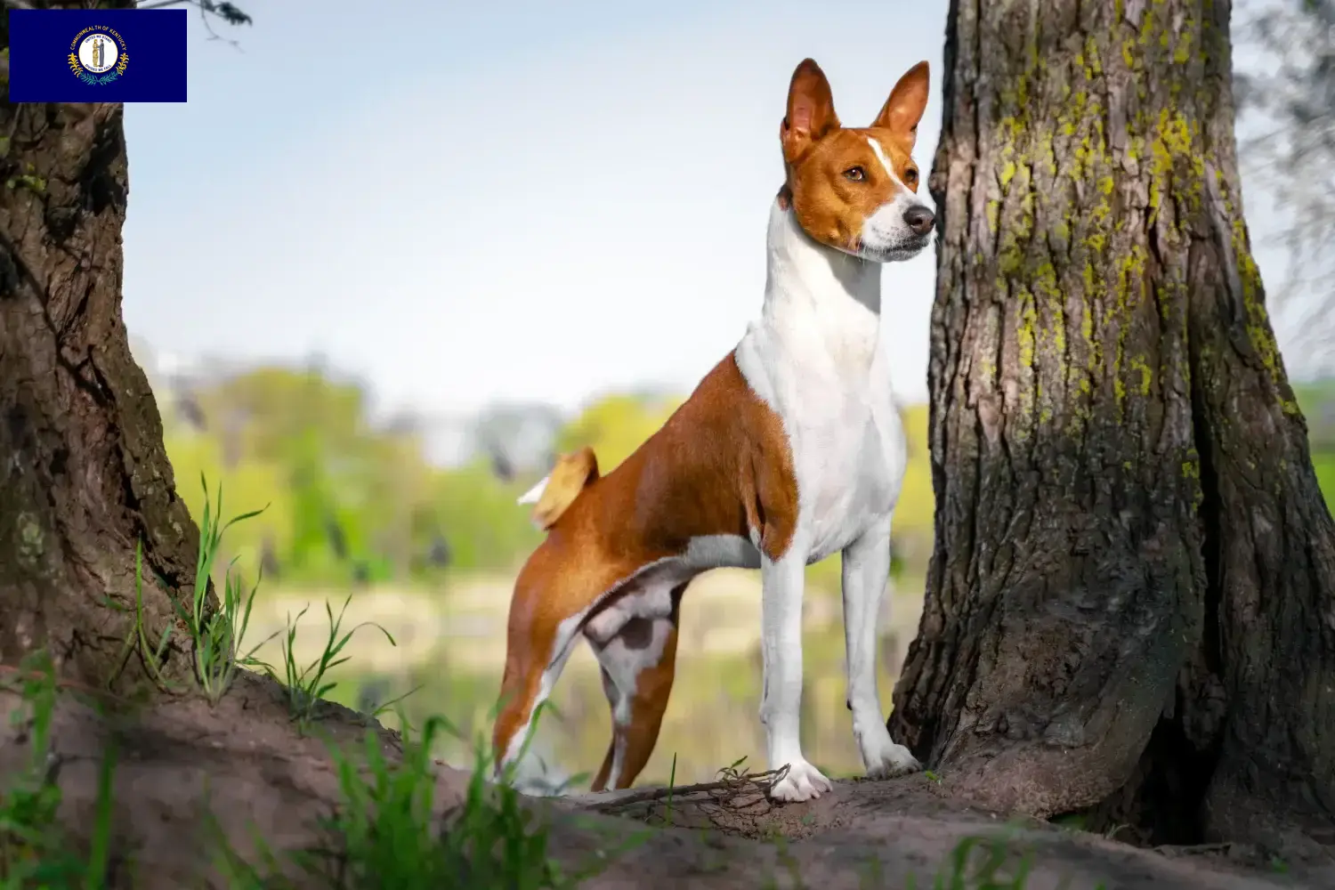 Read more about the article Basenji breeders and puppies in Kentucky