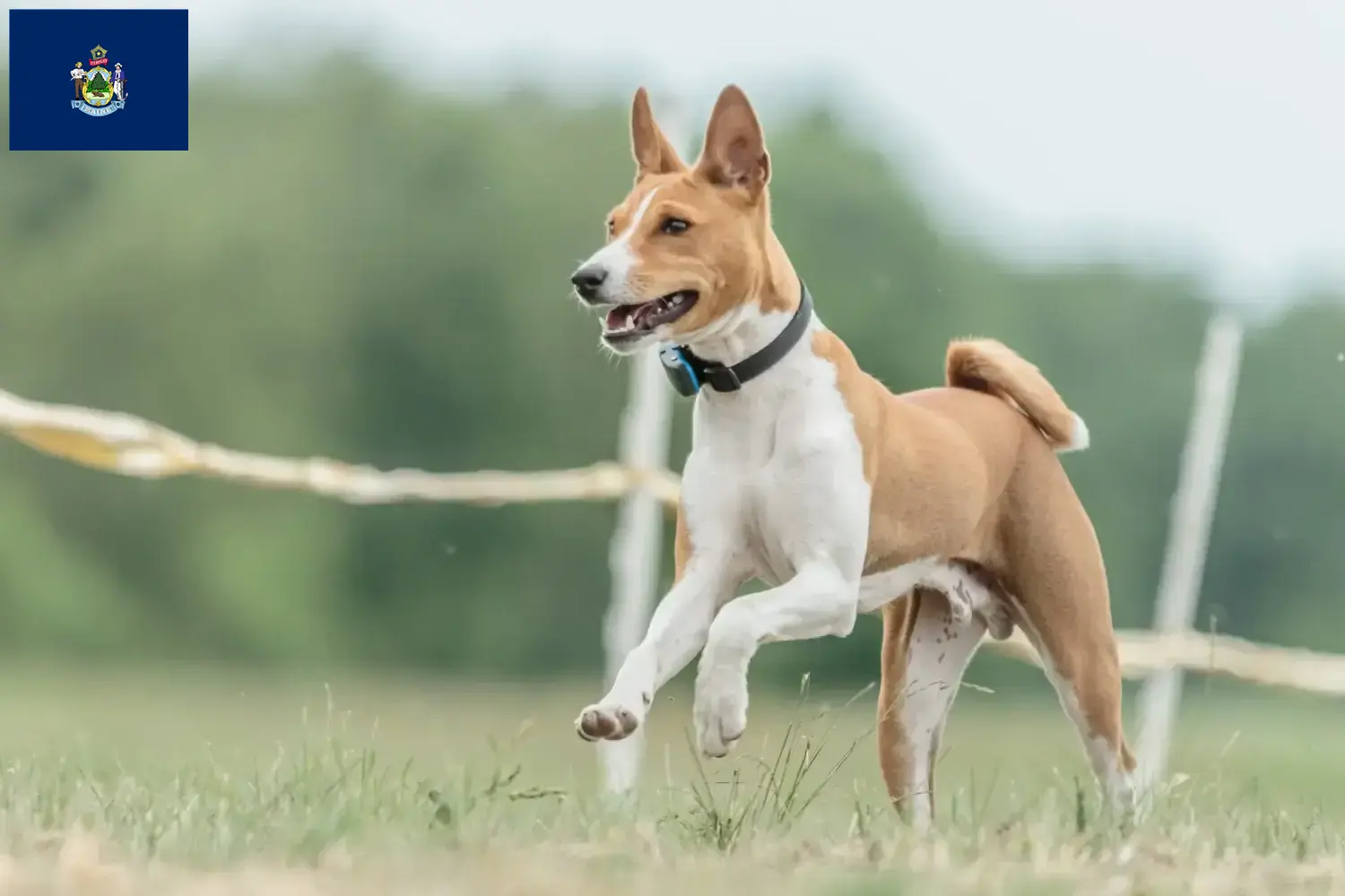 Read more about the article Basenji breeders and puppies in Maine