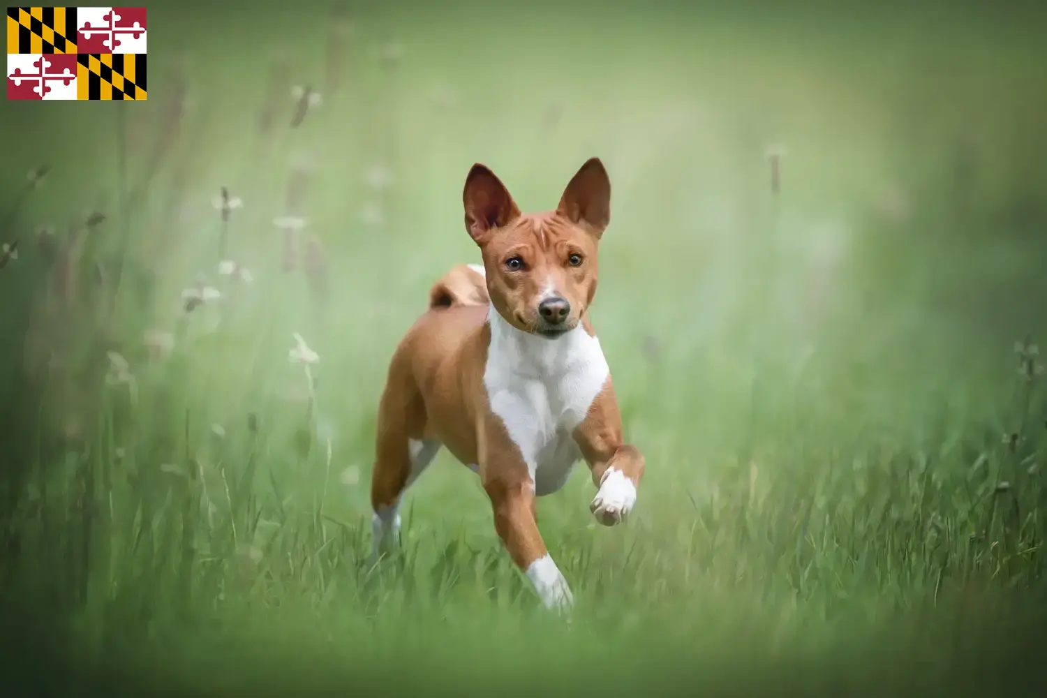 Read more about the article Basenji breeders and puppies in Maryland