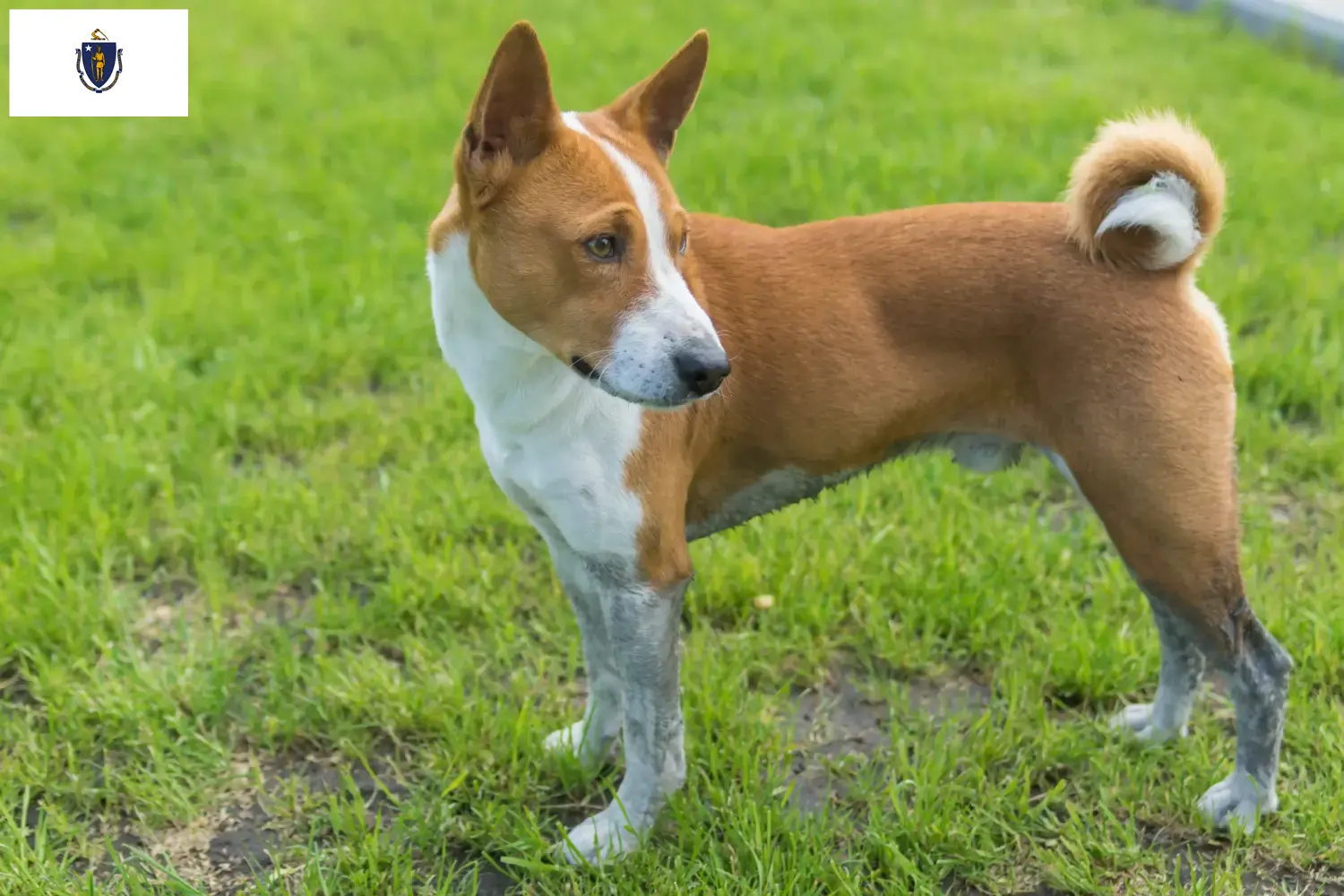 Read more about the article Basenji breeders and puppies in Massachusetts