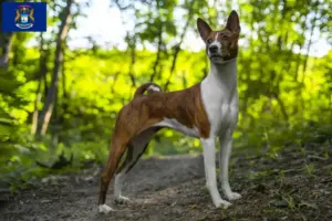 Read more about the article Basenji breeders and puppies in Michigan