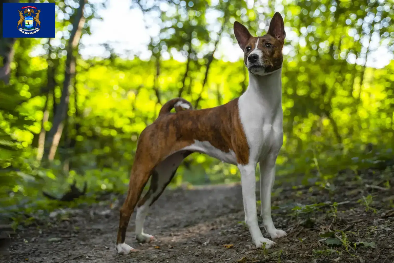 Read more about the article Basenji breeders and puppies in Michigan