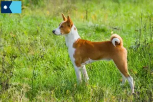 Read more about the article Basenji breeders and puppies in Minnesota