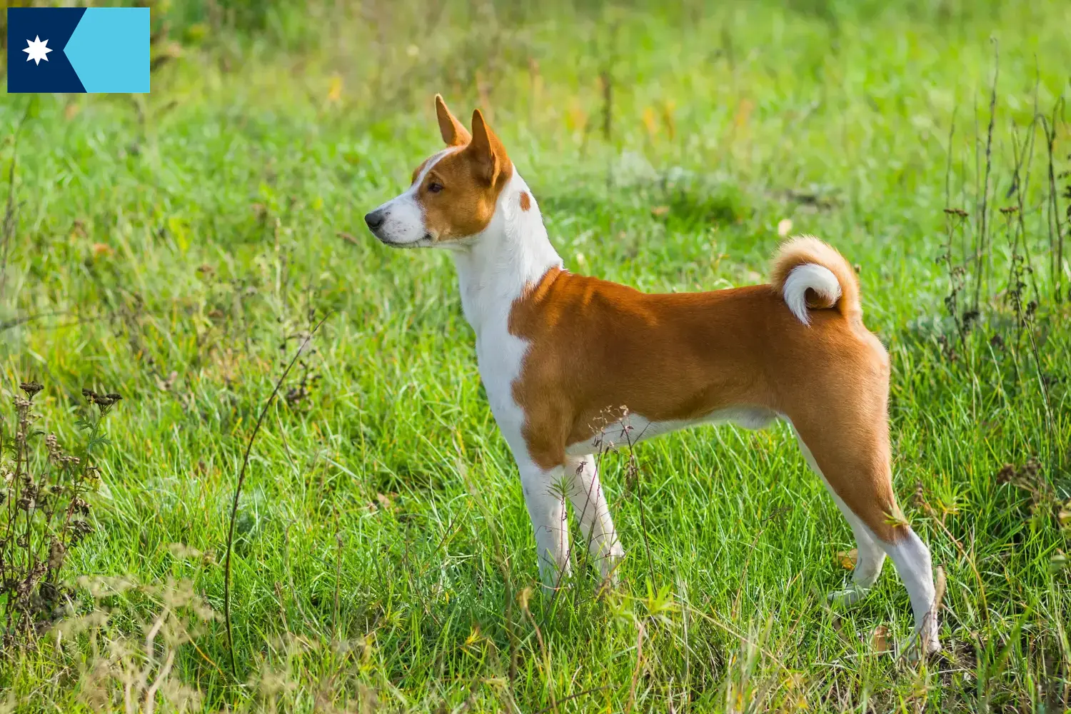 Read more about the article Basenji breeders and puppies in Minnesota