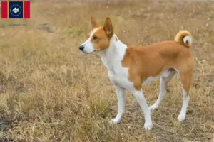 Read more about the article Basenji breeders and puppies in Mississippi