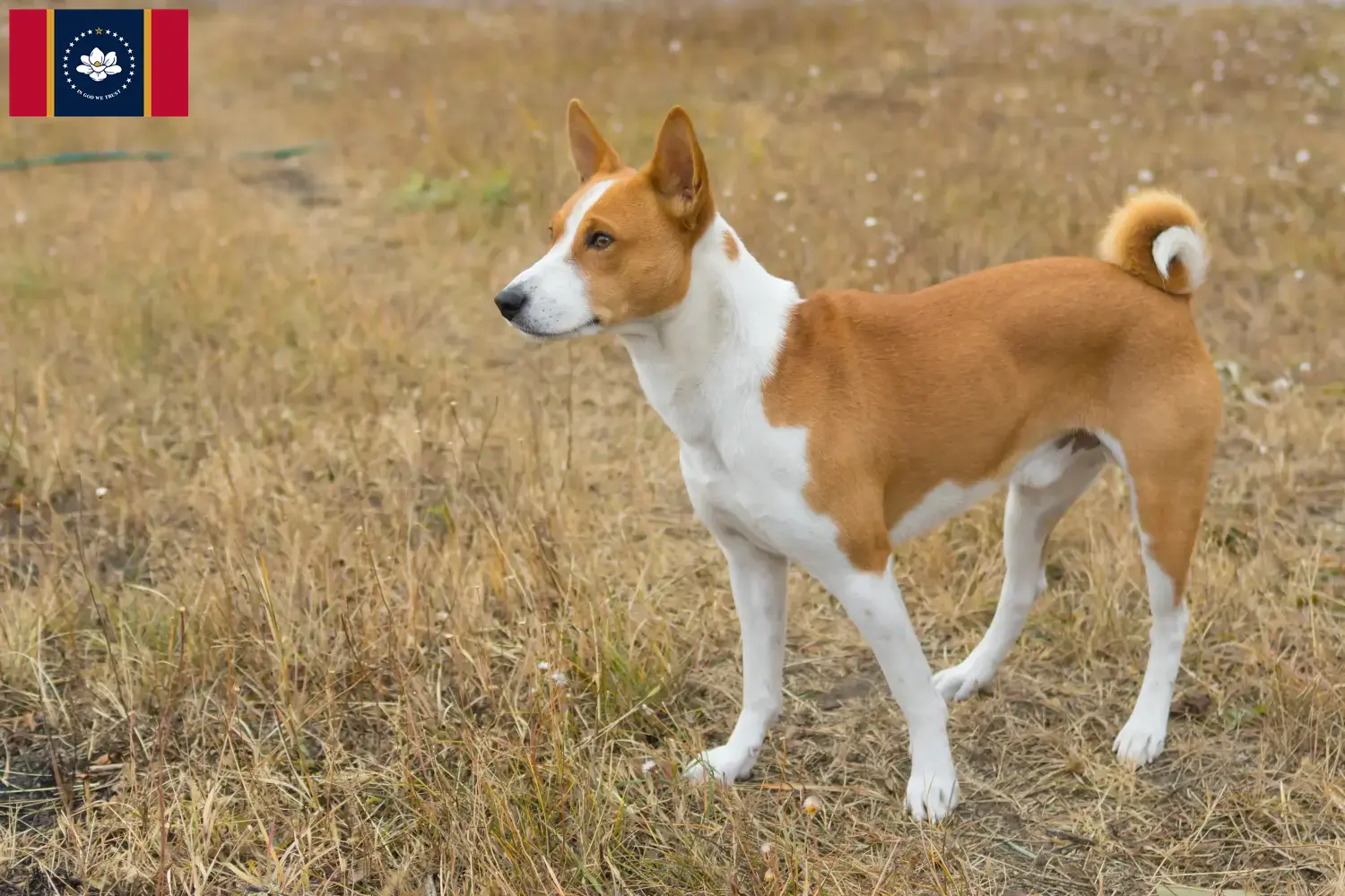 Read more about the article Basenji breeders and puppies in Mississippi