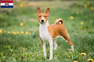 Read more about the article Basenji breeders and puppies in Missouri