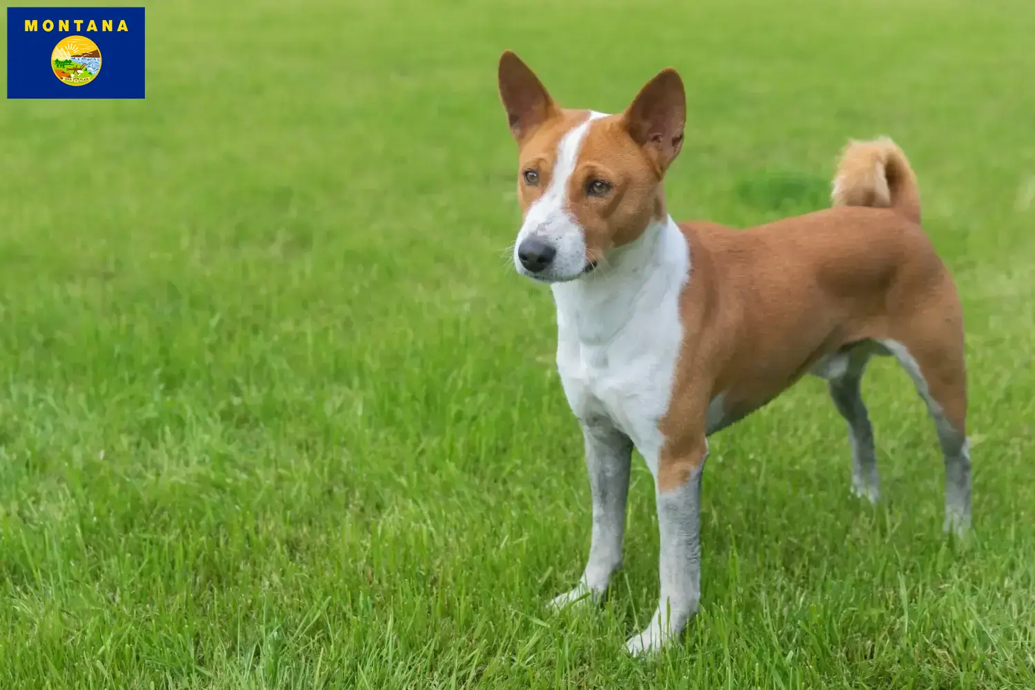 Read more about the article Basenji breeders and puppies in Montana
