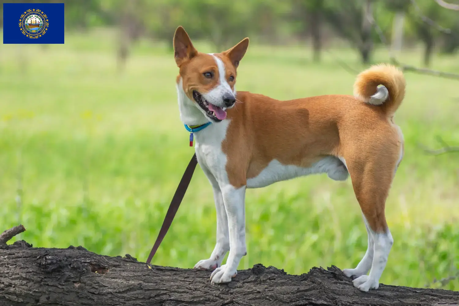 Read more about the article Basenji breeders and puppies in New Hampshire