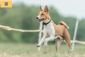 Read more about the article Basenji breeders and puppies in New Jersey