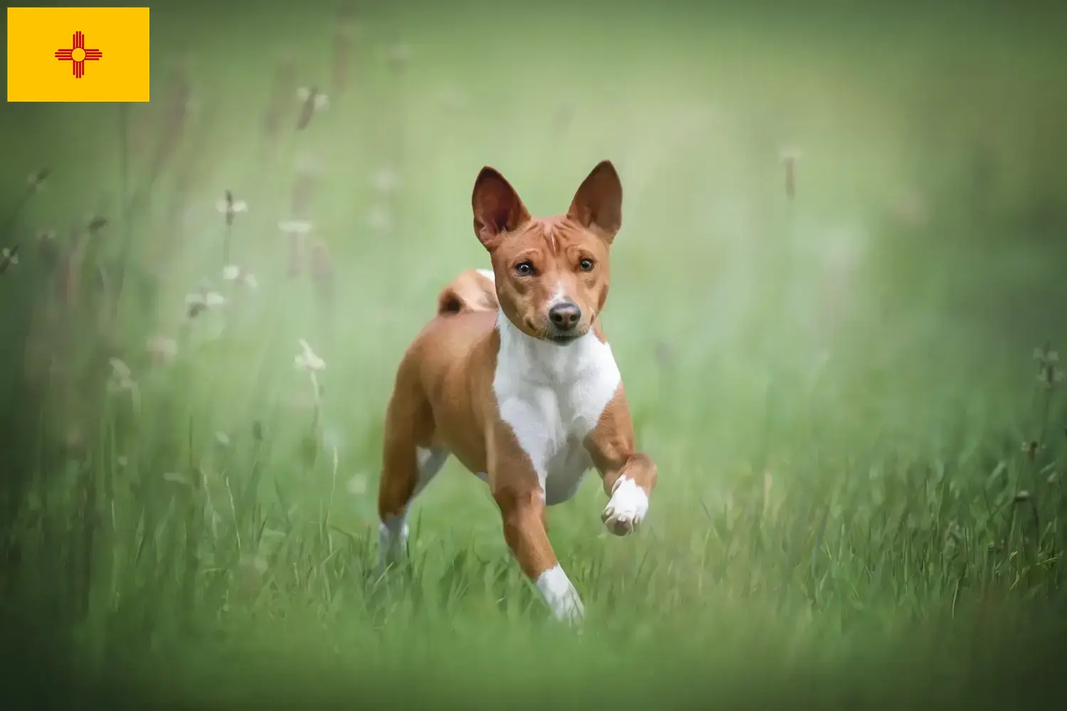 Read more about the article Basenji breeders and puppies in New Mexico