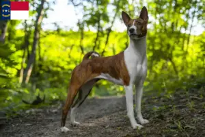 Read more about the article Basenji breeders and puppies in North Carolina