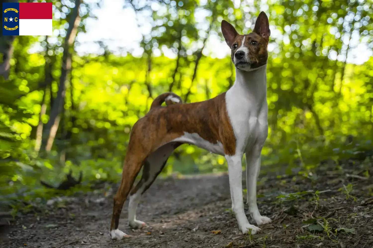 Read more about the article Basenji breeders and puppies in North Carolina