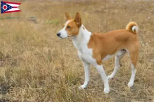 Read more about the article Basenji breeders and puppies in Ohio