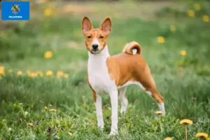 Read more about the article Basenji breeders and puppies in Oklahoma
