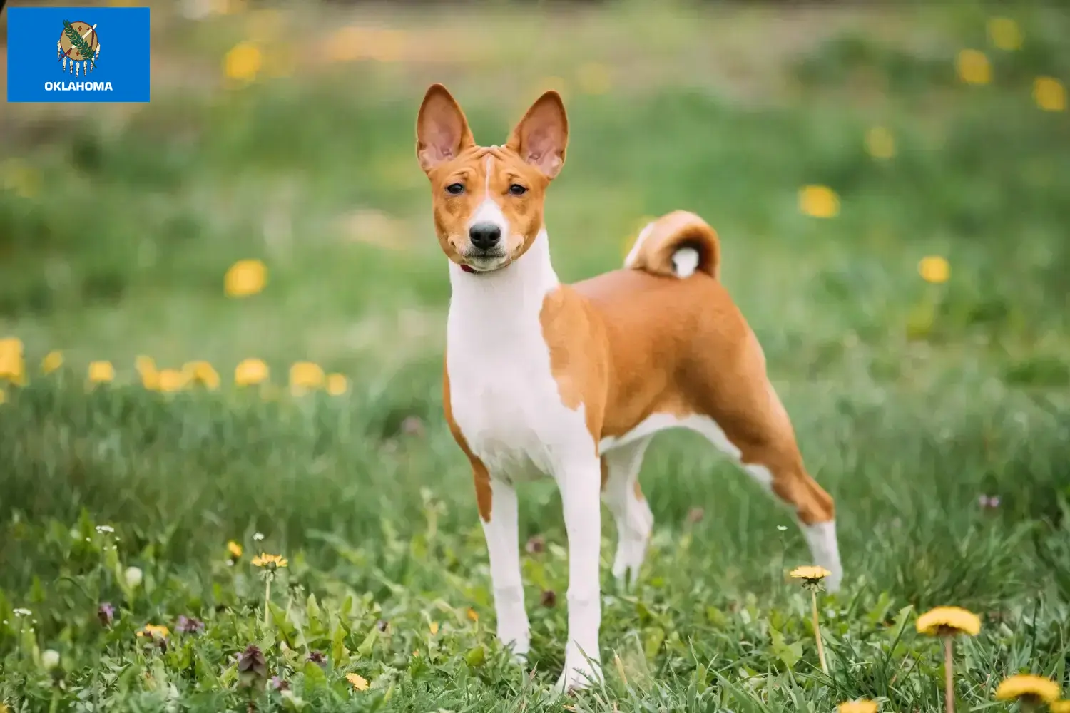 Basenji puppies and breeders Oklahoma Find Basenji breeders in Oklahoma here.