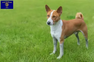 Read more about the article Basenji breeders and puppies in Oregon