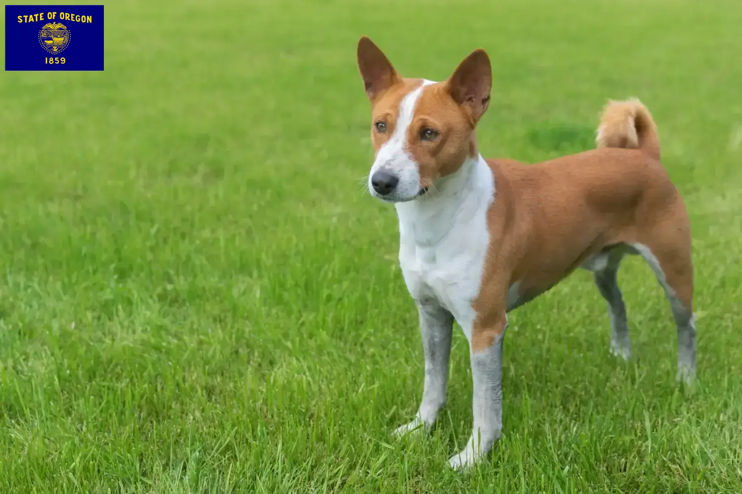 Read more about the article Basenji breeders and puppies in Oregon