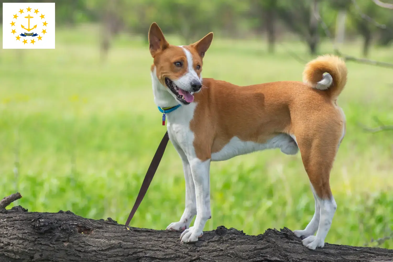 Read more about the article Basenji breeders and puppies in Rhode Island
