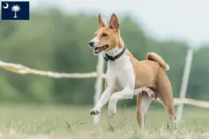 Read more about the article Basenji breeders and puppies in South Carolina