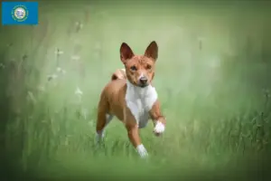 Read more about the article Basenji breeders and puppies in South Dakota
