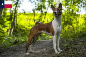 Read more about the article Basenji breeders and puppies in Texas