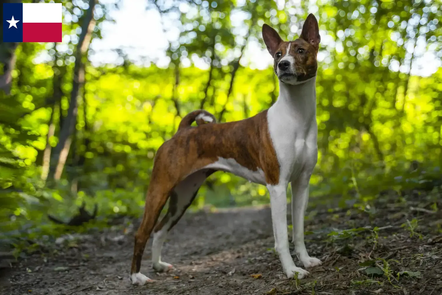 Read more about the article Basenji breeders and puppies in Texas