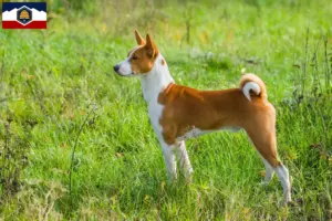 Read more about the article Basenji breeders and puppies in Utah