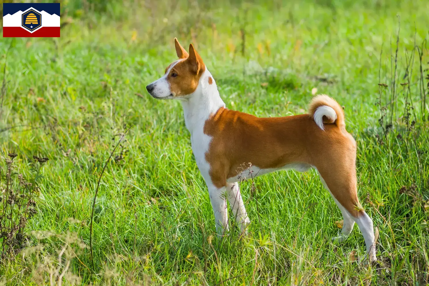 Read more about the article Basenji breeders and puppies in Utah