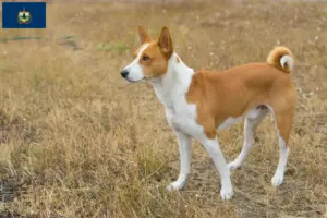 Read more about the article Basenji breeders and puppies in Vermont