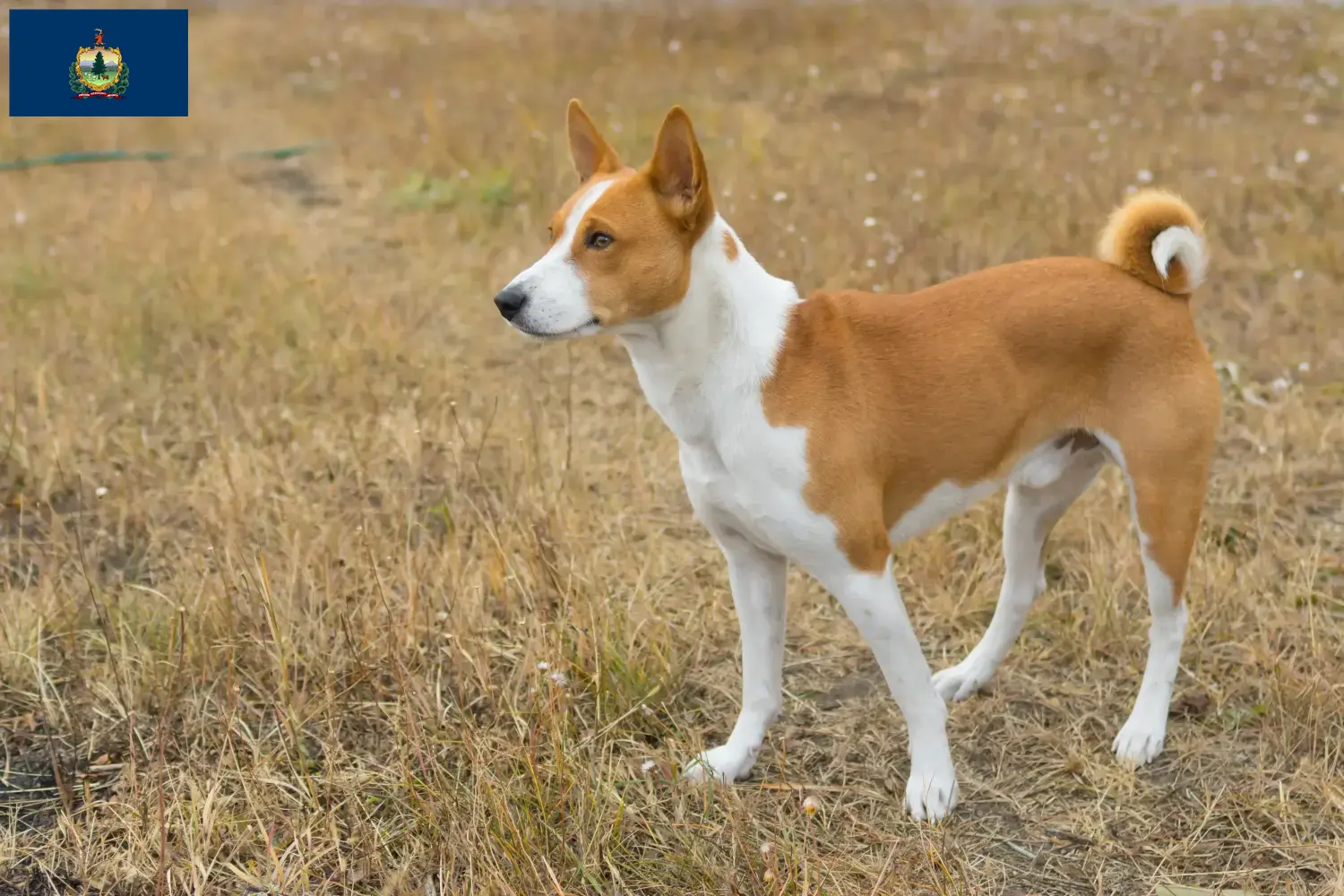 Read more about the article Basenji breeders and puppies in Vermont
