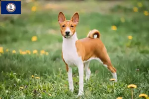 Read more about the article Basenji breeders and puppies in Virginia
