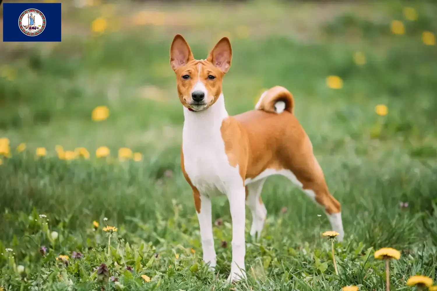 Read more about the article Basenji breeders and puppies in Virginia