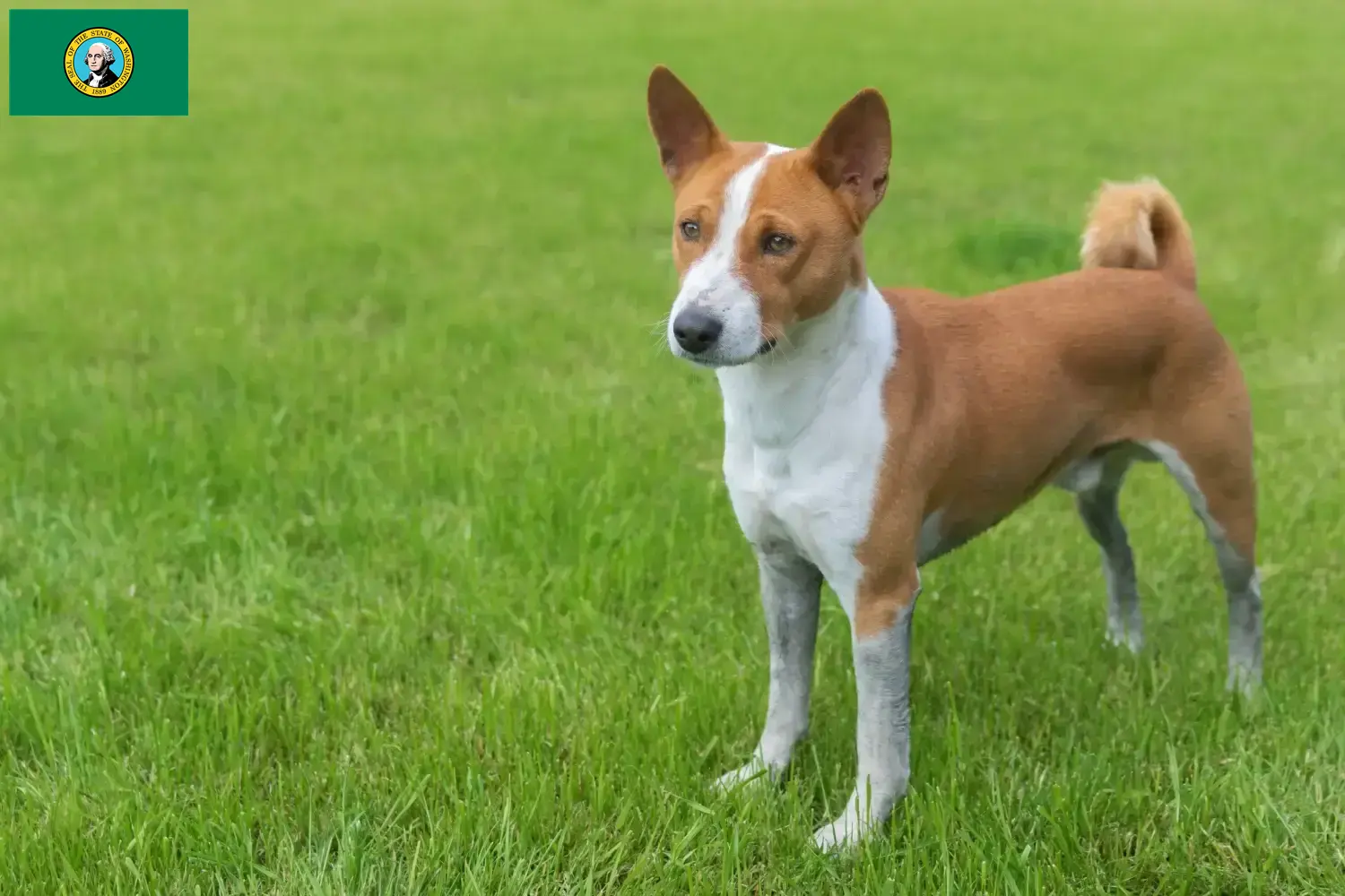 Read more about the article Basenji breeders and puppies in Washington