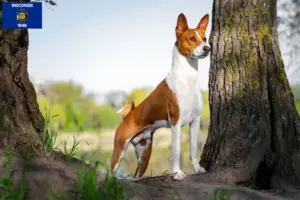 Read more about the article Basenji breeders and puppies in Wisconsin