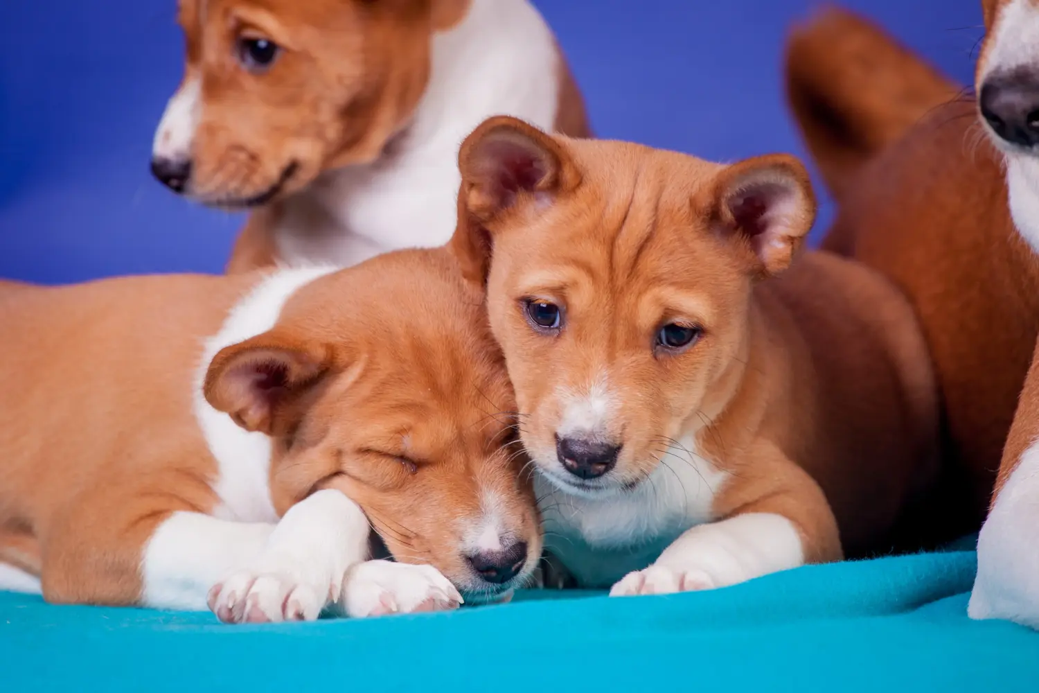 Buying a Basenji puppy means taking responsibility! Buy Basenji puppies.