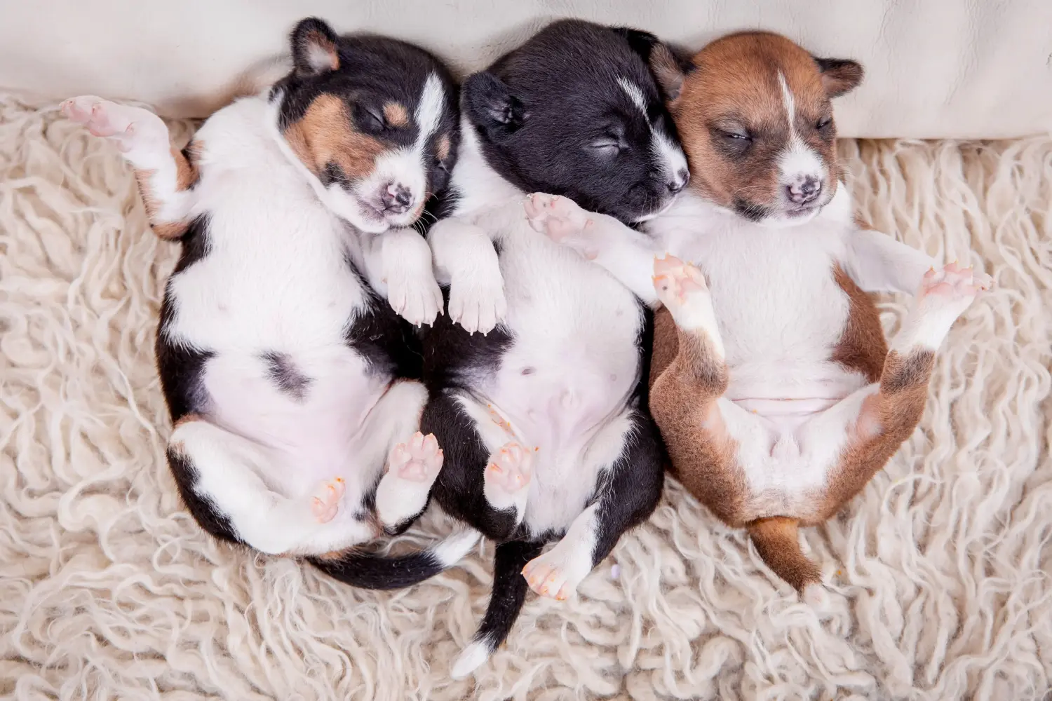 Buying a Basenji puppy means taking responsibility! Buy Basenji puppies.