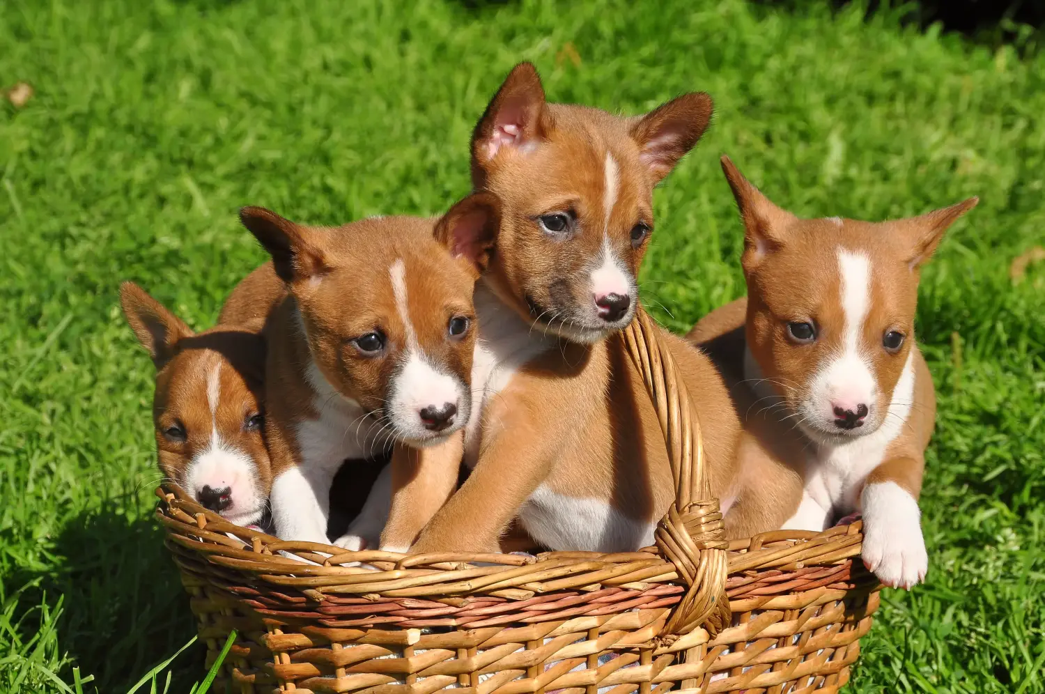 Buying a Basenji puppy means taking responsibility! Buy Basenji puppies.