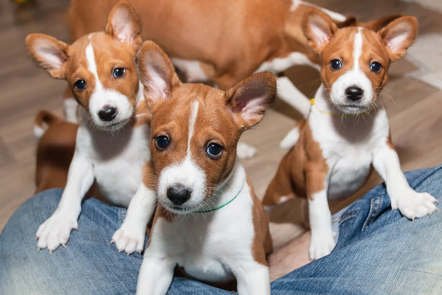 Buying a Basenji puppy means taking responsibility! Buy Basenji puppies.