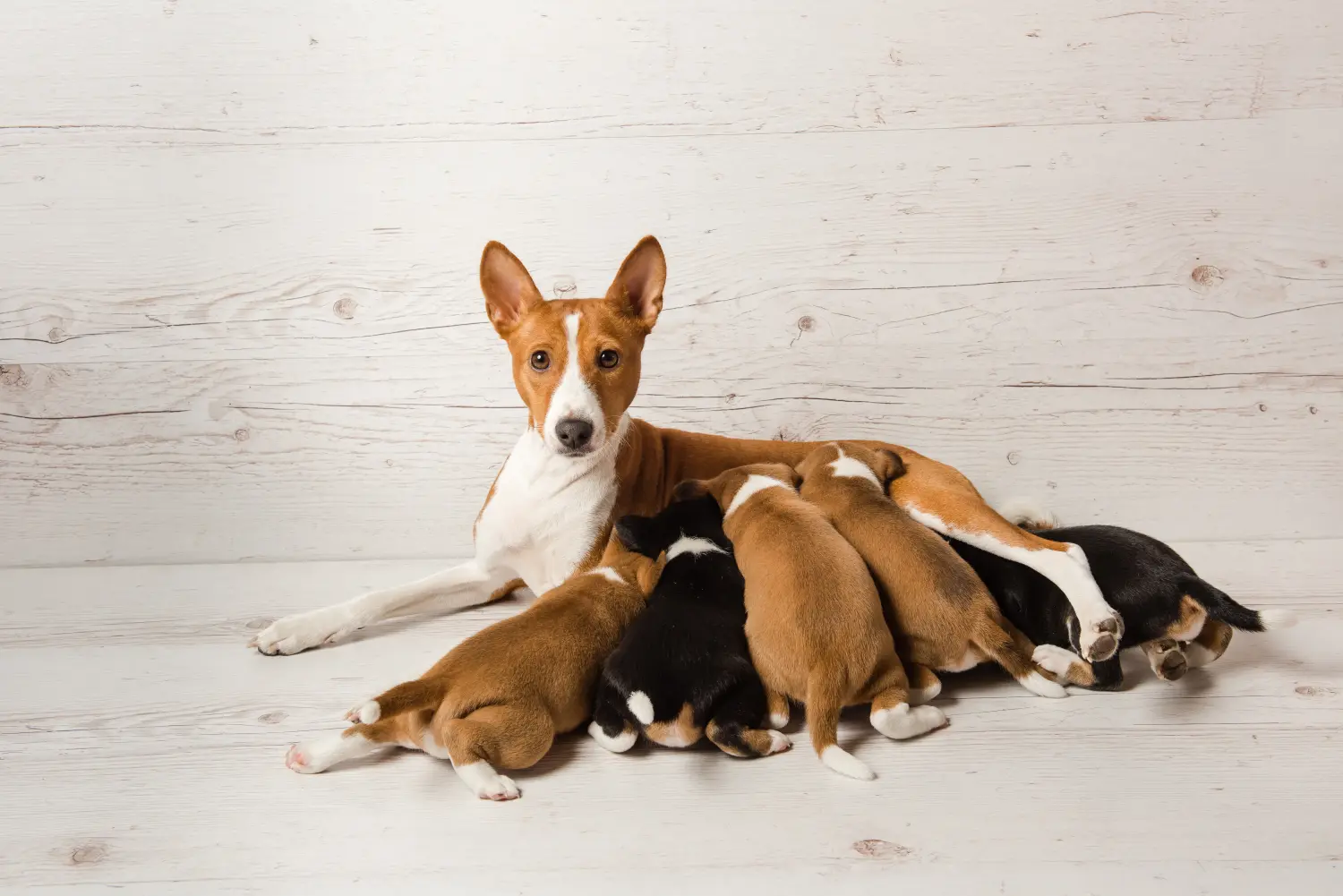 Buying a Basenji puppy means taking responsibility! Buy Basenji puppies.