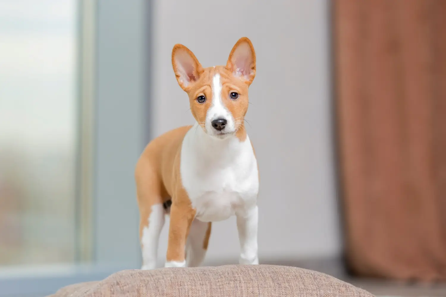 Buying a Basenji puppy means taking responsibility! Buy Basenji puppies.