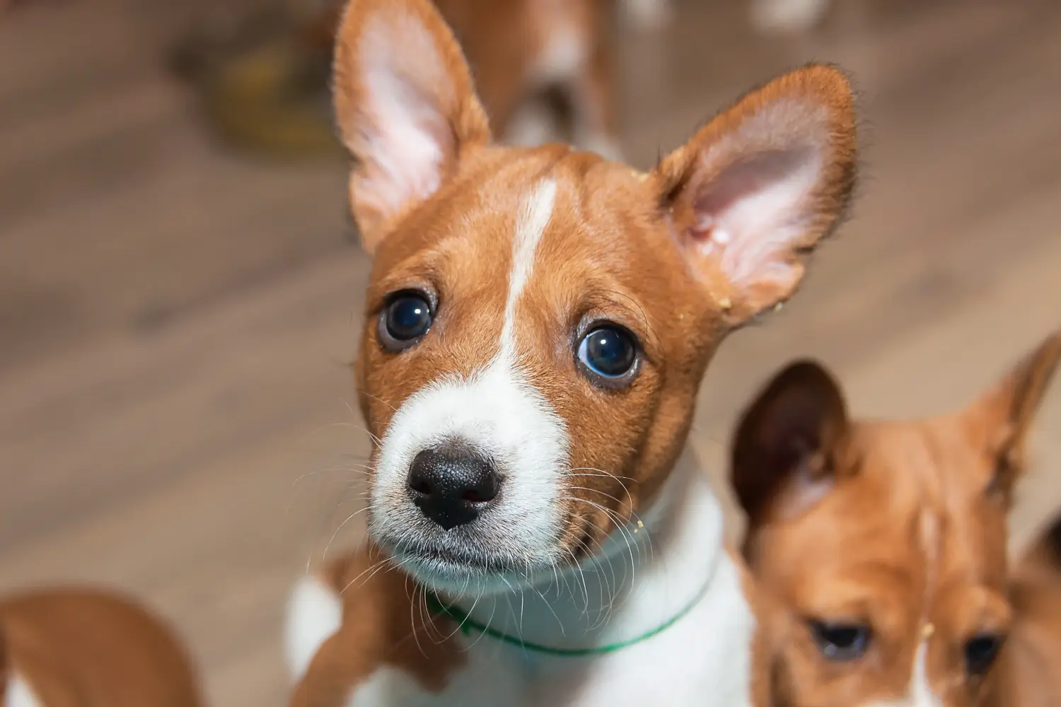 Buying a Basenji puppy means taking responsibility! Buy Basenji puppies.